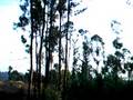 Passeio 18-10-20008 (5)