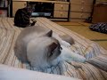 シーツと猫②　Bed sheet & cat ②