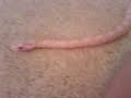 my snow corn snake sammy my snow corn snake sammy