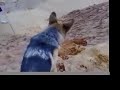 Roxy the German Shepherd Puppy V Roxy the German Shepherd Puppy V