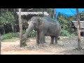 Thailand Fun with Elephants