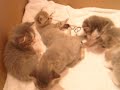 new litter