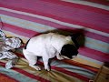 ara�uel,bull dog frances VS tortuga americana!!