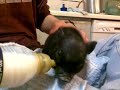 Cerdito vietnamita de Edu tomando el bibe