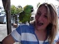 Talking parrot bahamas. Funny Bird