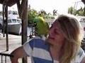 Talking parrot bahamas. Funny Bird