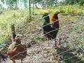 gamefowl