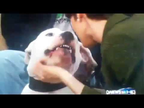 dogo argentino