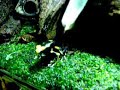Dendrobates tinctorius \"Oranjegebergte\" feeding