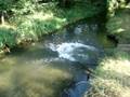 videos de Cani in acqua!