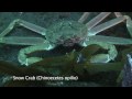 Bell Island Reef Dive Newfoundland