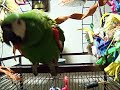 Macaw talking