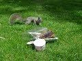 AGGRESSIVE NERVOUS SQUIRREL on nick green AGGRESSIVE NERVOUS SQUIRREL on nick green