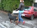 Tyson et zirka promenade du 03 juillet 08