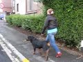 Tyson et zirka promenade du 03 juillet 08