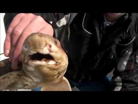 Thames Esturary - Boat fishing early morning in the Thames Estuary southend-on-sea, a few dabs and a dog fish caught.