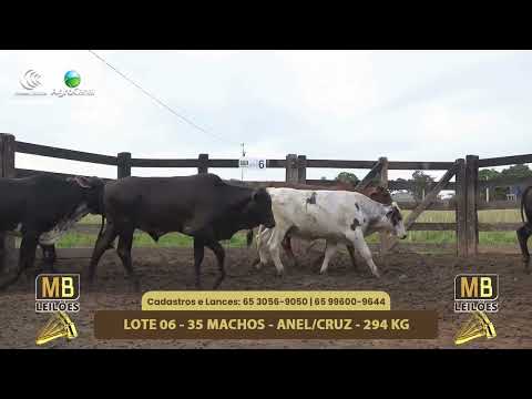 548� LEIL�O VIRTUAL MB LEIL�ES