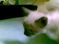 Drying A Cat