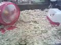 crazy hamster