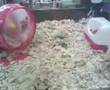 crazy-hamster