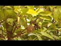 baby humming birds