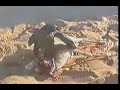 Hunting Falcon - Shaikh Mohd Hunting Falcon - Shaikh Mohd