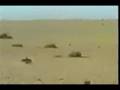Hunting Falcon - Shaikh Mohd