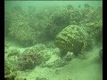 Golliath Grouper Golliath Grouper
