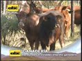 Uso de alambrado eléctrico Uso de alambrado eléctrico