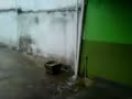 Chuva de granizo - Contagem