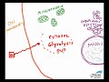 Glycolysis MiraCosta Biology