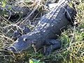 Kayaking Florida Everglades