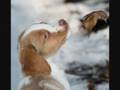 Brittany Spaniels at Downwind Kennels