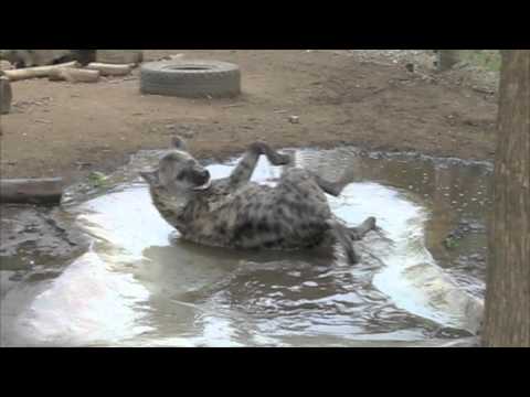 hyena