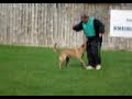 Puska treino