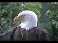 Click here to watch this video Decorah eagles,D12 being goofy lol, panning in the evening how awesome is that,23/5/2012