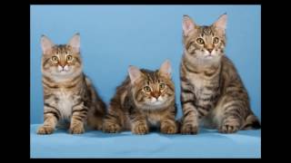 American Bobtail Cat and Kittens | History of the American Bobtail Cat Breed