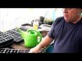 How to Plant and Grow Tomato Seedlings : Growing Tomato Seedlings: Part 9 How to Plant and Grow Tomato Seedlings : Growing Tomato Seedlings: Part 9