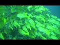 Yellow Snappers In The Maldives
