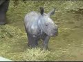 Baby Rhino Baby Rhino