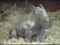Baby Rhino