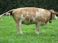 Original Bavarian Cow