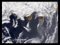 Derby Arona-TENERIFE - From Satellite Digital Asset