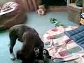 PUPPY   BOXER