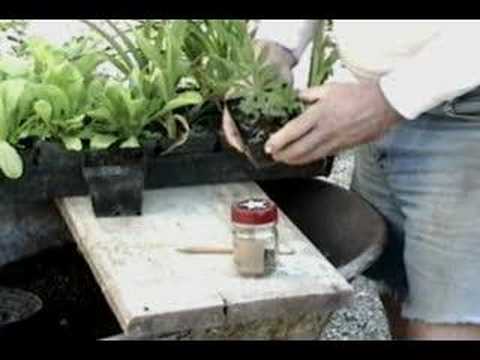 how to transplant lupine
