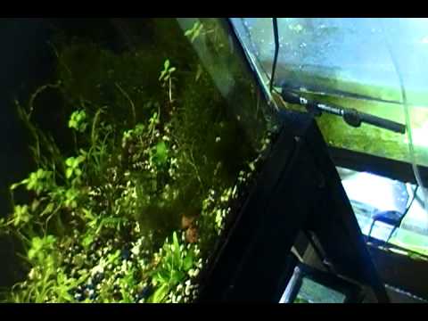 how to grow java fern