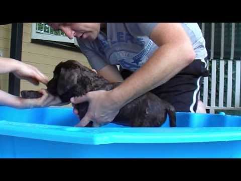 First Bath for 8 Week Old Chocolate Labrador puppy