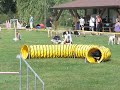 Jana  Ace ( agility z�vody Louny - 2-3.7. 08 )