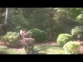 Doe and Three Fawns in the Yard Doe and Three Fawns in the Yard