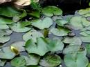 Tiny Frogs 1